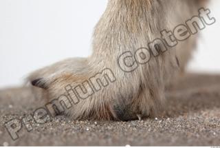 Wolf leg photo reference 0002